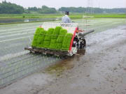 紙マルチ田植え機